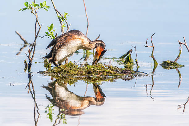 istock Great Crested Grebe, Podiceps cristatus, water bird sitting on the nest, nesting time on the green lake 2212493362