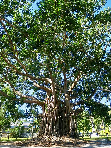 Port Douglas, a coastal town in Far North Queensland, Australia.