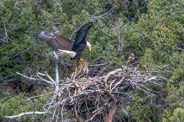 istock Bald Eagle bringing straw to soften the nest for eaglets 2212498292
