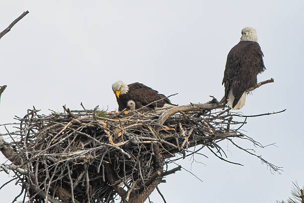 istock Bald Eagles with one of two eaglets visible 2212498434