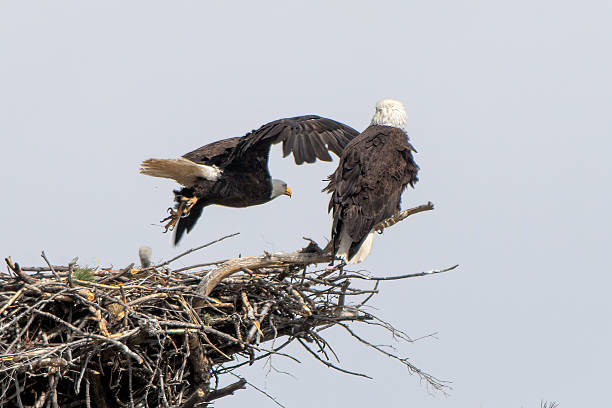 istock Bald eagle flying out of nest with eaglets after mate interactions 2212498483