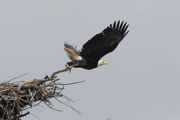 istock Bald eagle flying out of nest with eaglets after mate interactions 2212498497