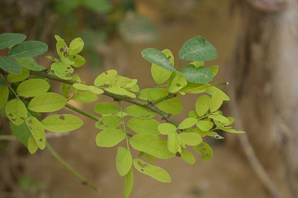 istock vibrant green fresh  leaves in a natural tropical environment 2212500642