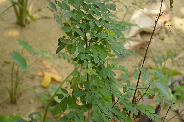 istock vibrant green fresh  leaves in a natural tropical environment 2212500667