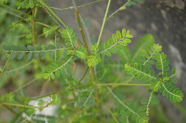 istock vibrant green fresh  leaves in a natural tropical environment 2212500708