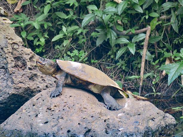 istock A Turtle in the Tropical Rainforests of Australia 2212501054