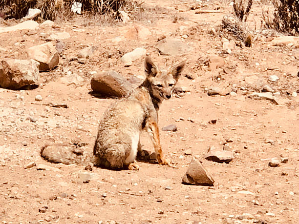 istock Fox at the north of Chile 2212501164