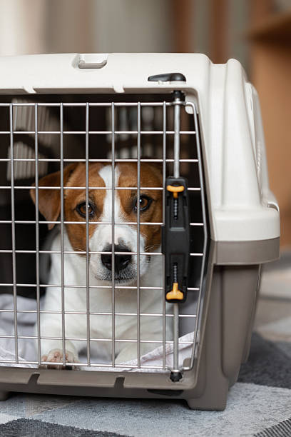 istock Jack russell terrier dog inside closed carrier box for animals in a neutral interior 2212501748