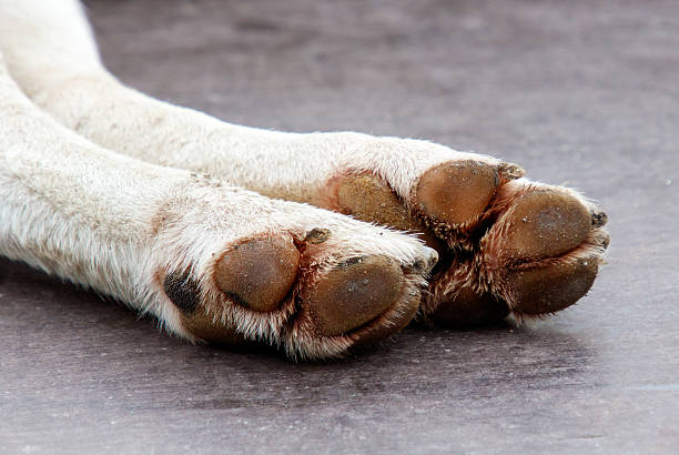 istock A dog's paw with a black spot on it 2212502974