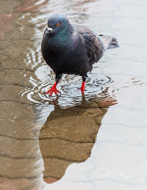 istock A pigeon is standing in a puddle of water 2212503340