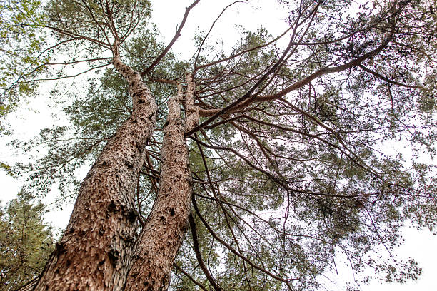 A large tree with a thick trunk and a lot of bark. The tree is very tall and has many branches. The sky is clear and the sun is shining brightly, making the tree look even more majestic