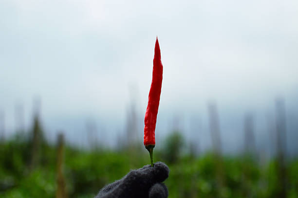 Close up of a hand holding a red chili pepper