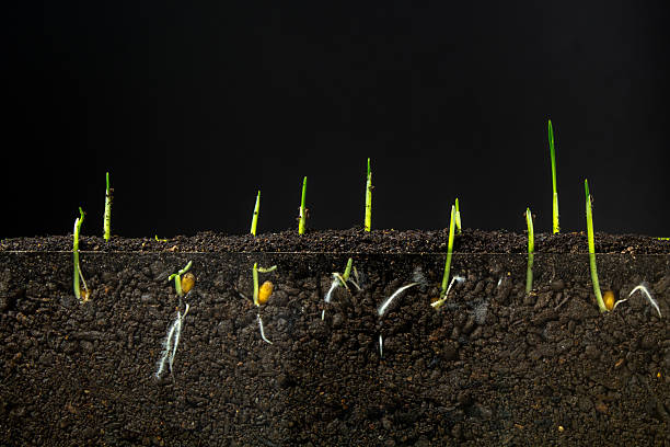 istock Wheat germinates from seed  on a black background. Triticum aestivum growing from seed. 2212504050