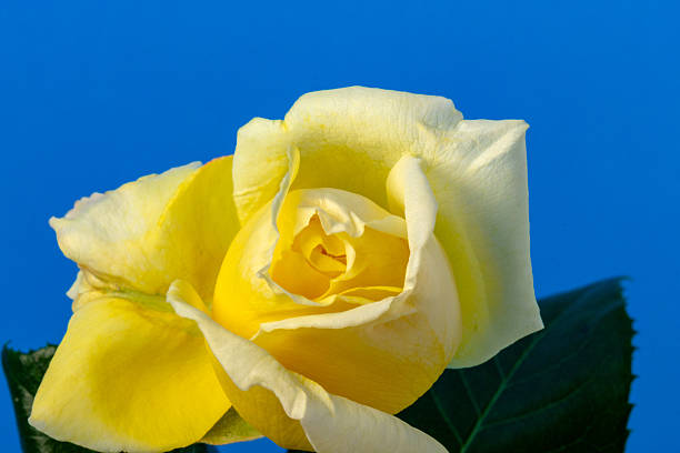Photo of yellow rose flower blooming on blue background. A rose is a woody perennial flowering plant of the genus Rosa, in the family Rosaceae, or the flower it bears. There are over three hundred species and tens of thousands of cultivars. They form a group of plants that can be erect shrubs, climbing, or trailing, with stems that are often armed with sharp prickles. Their flowers vary in size and shape and are usually large and showy, in colours ranging from white through yellows and reds. Most species are native to Asia, with smaller numbers native to Europe, North America, and northwestern Africa. Species, cultivars and hybrids are all widely grown for their beauty and often are fragrant. Roses have acquired cultural significance in many societies. Rose plants range in size from compact, miniature roses, to climbers that can reach seven meters in height.