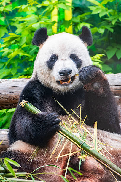 istock The Giant Panda Bear sits while eating a bamboo stalk 2212504095