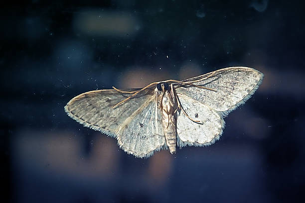 istock Idaea seriata Small Dusty Wave Moth Insect 2212504610