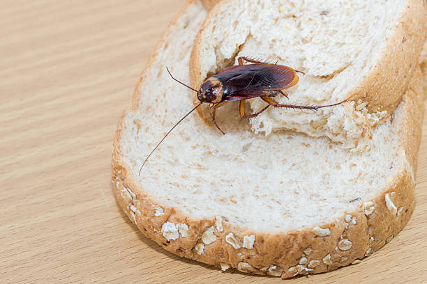 istock Close up of cockroach on a Whole wheat bread 2212504649