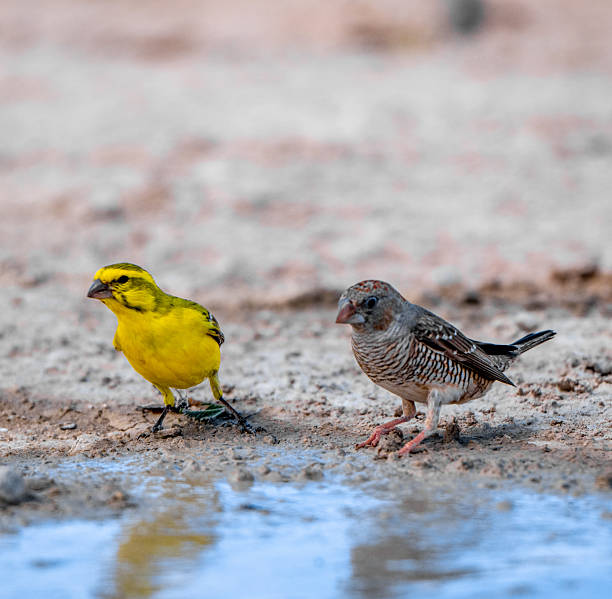 Yellow African canary drinking water