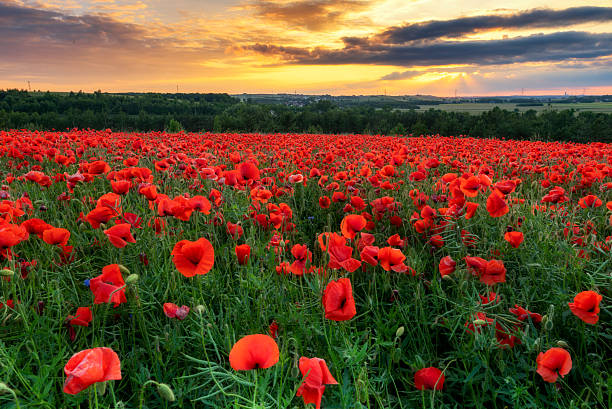 istock Beautiful poppy field during sunset 2212507297