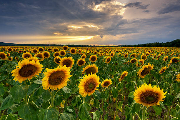 istock Beautiful sunset over sunflower field 2212507595