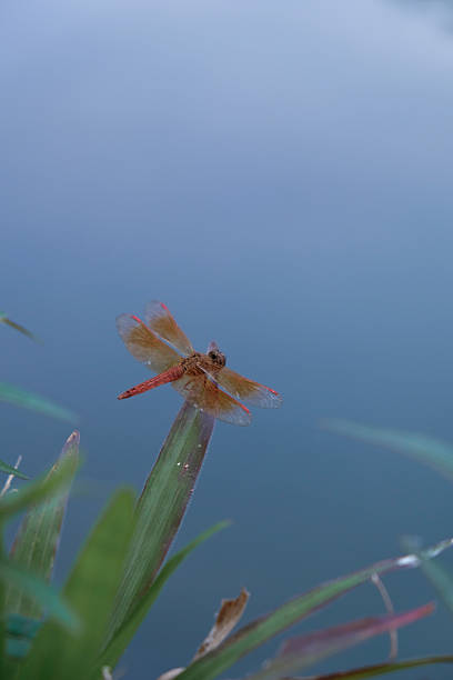 Red dragonfly is resting on the grass