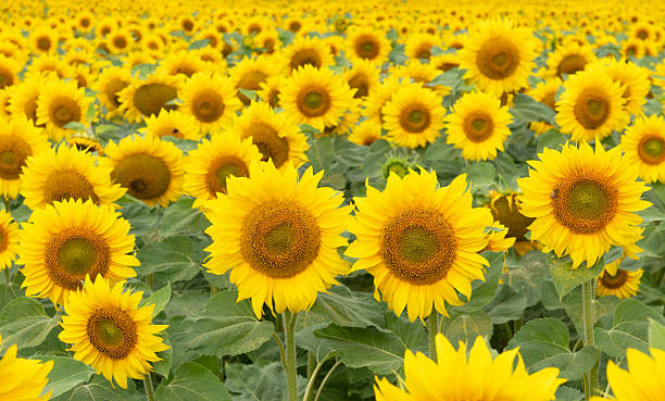 istock Sunflowers field - nature floral background 2212508090