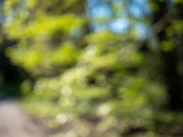 A blurry image of a green field. The field is surrounded by trees and he is a peaceful, natural setting