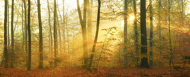 istock Beautiful autumn morning in the forest 2212508310