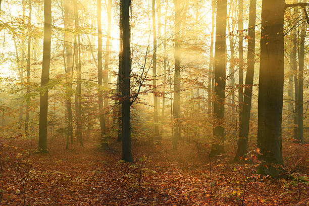 istock Beautiful autumn morning in the forest 2212508339