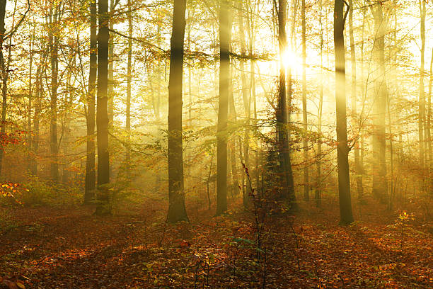istock Beautiful autumn morning in the forest 2212508370
