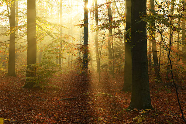 istock Beautiful autumn morning in the forest 2212508373
