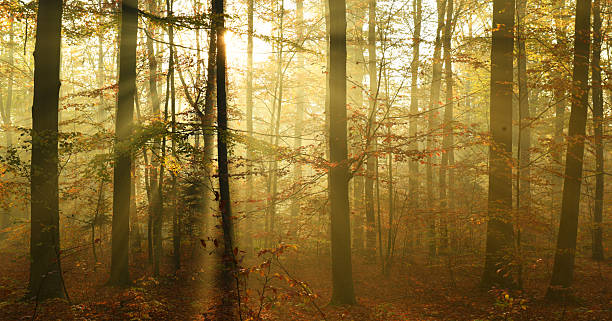 istock Beautiful autumn morning in the forest 2212508393