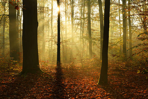 Magical and moody atmosphere, view between tree trunks with rays through sun and mist
