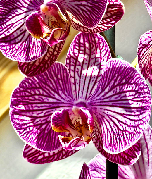 A pink orchid. Very close.