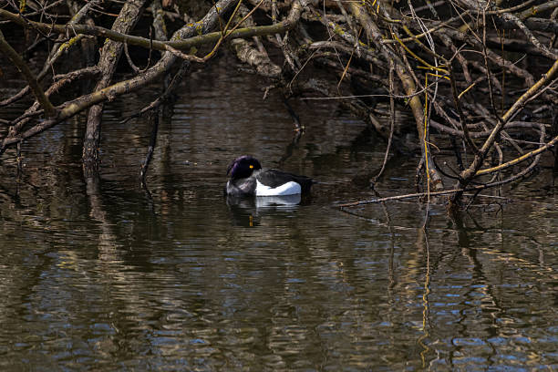 istock duck in natural habitat (aythya fuligula). tufted duck 2212509914