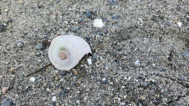 istock Closeup of a moon snail shell on a sandy beach 2212511910