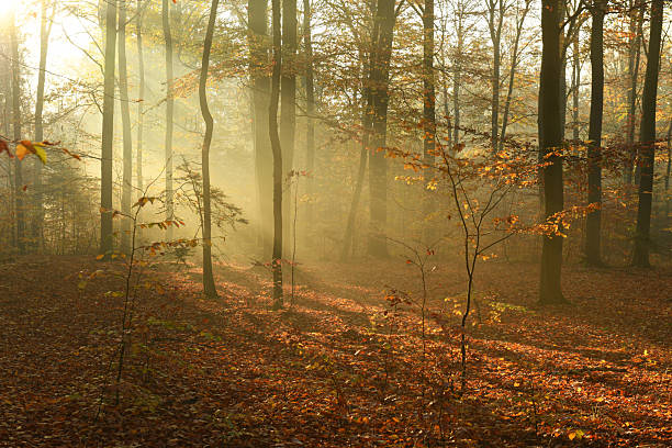 istock Beautiful autumn morning in the forest 2212512040