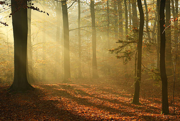 istock Beautiful autumn morning in the forest 2212512052