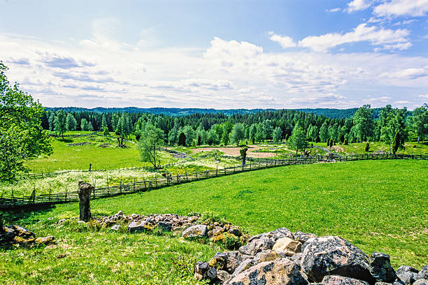 View at a meadow landscape a sunny summer day