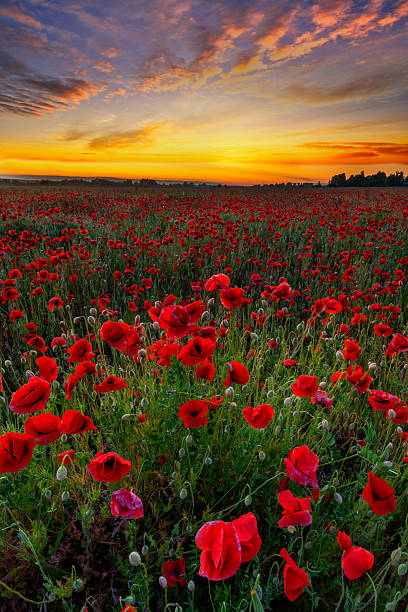 istock Beautiful sunrise over red poppies field 2212512196