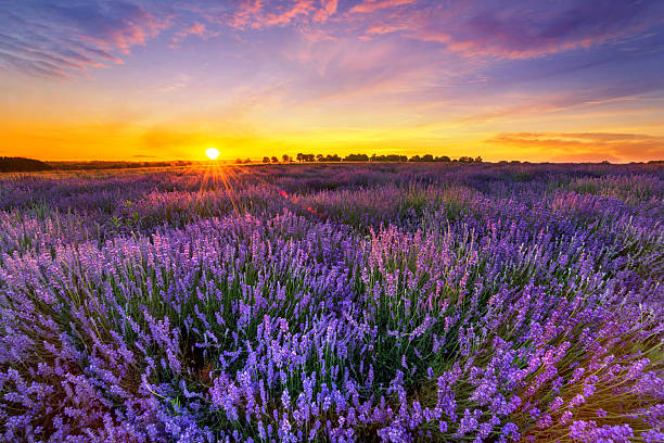 istock Beautiful lavender field sunset landscape 2212512197