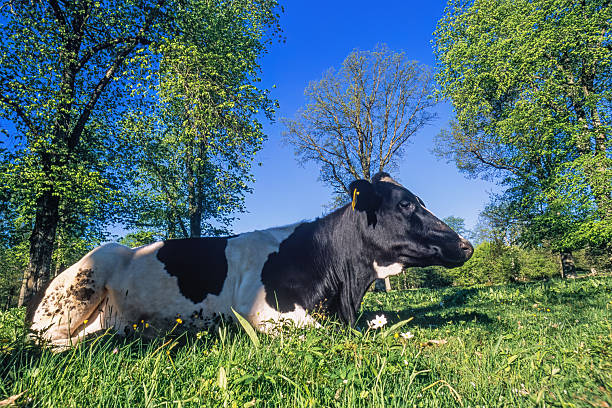 istock Cow resting on a meadow a sunny spring day 2212512279
