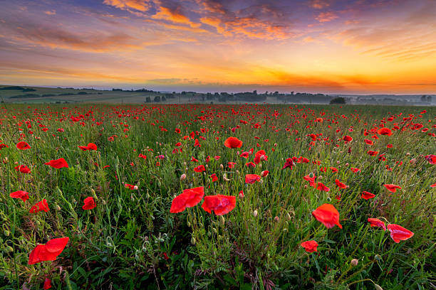 istock Beautiful sunrise over red poppies field 2212512370