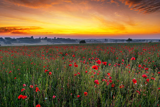 istock Beautiful sunrise over red poppies field 2212512521