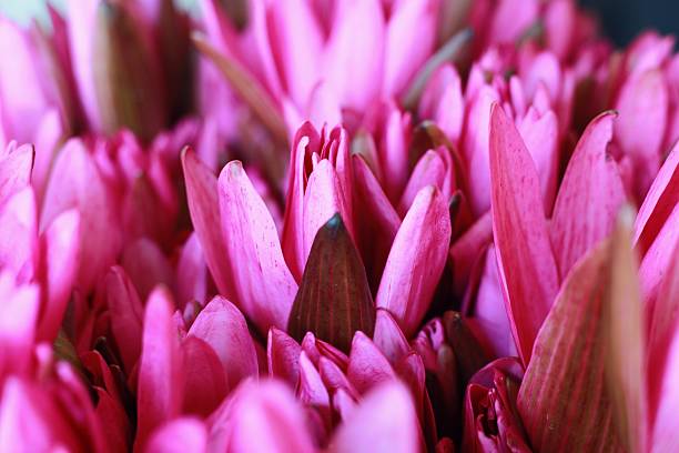 Vibrant Close-Up of Pink Lotus Buds - Fresh Tropical Flowers / Capturing the Soul of Nature: A Brilliant Display of Pink Lotus Petals