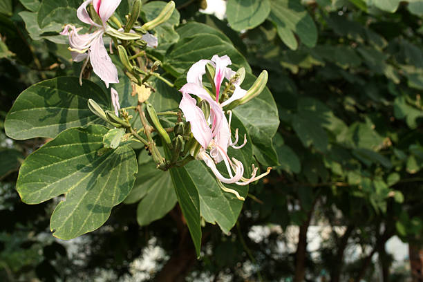 istock Orchid tree (Bauhinia variegata) with white flowers and buds. 2212513529