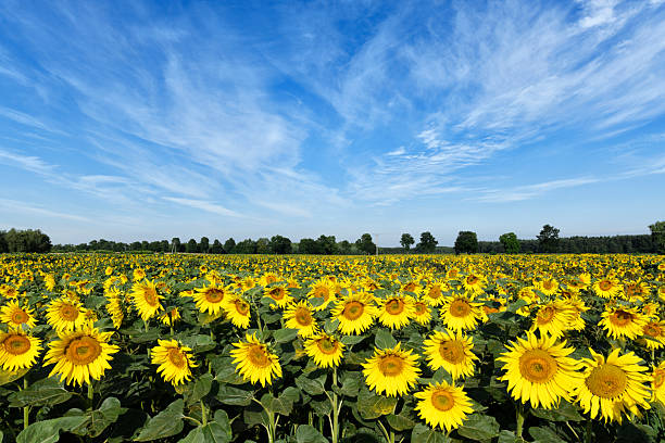 istock Beautiful summer day over sunflowers field 2212514501