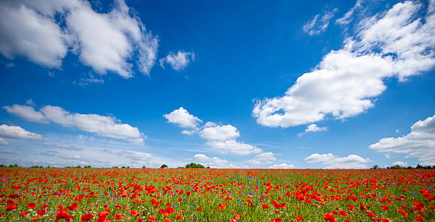 istock Beautiful summer meadow covered with red poppies 2212515173