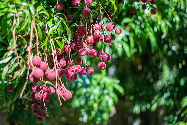 istock Bunch of lychees 2212517410