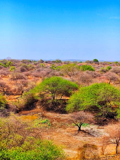 istock View of Gir forest 2212517979